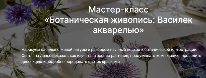 Светлана Лансе / lectoroom - Ботаническая живопись: Василек акварелью
