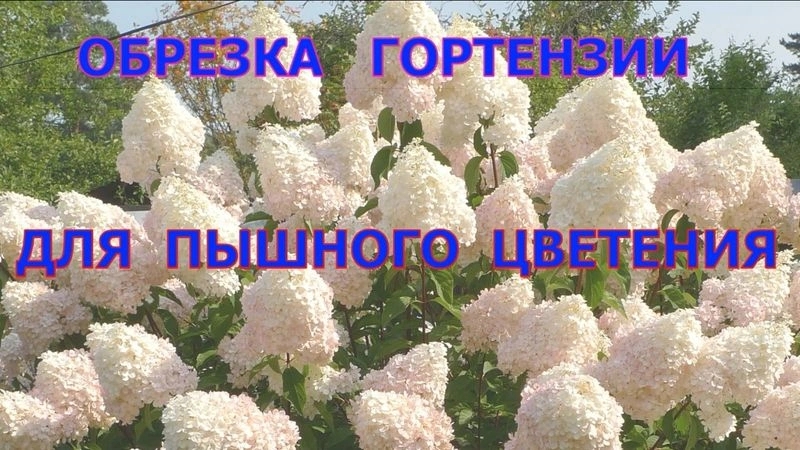 Будни обрезчика - Как обрезать гортензию метельчатую, чтобы получить крупные соцветия и пышный куст